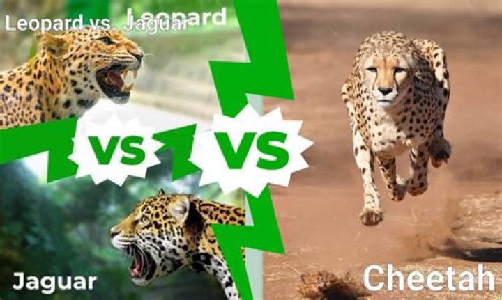 Can a man fight a leopard?