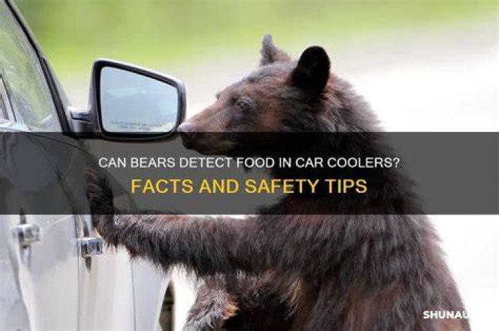 Can bears smell soda cans?