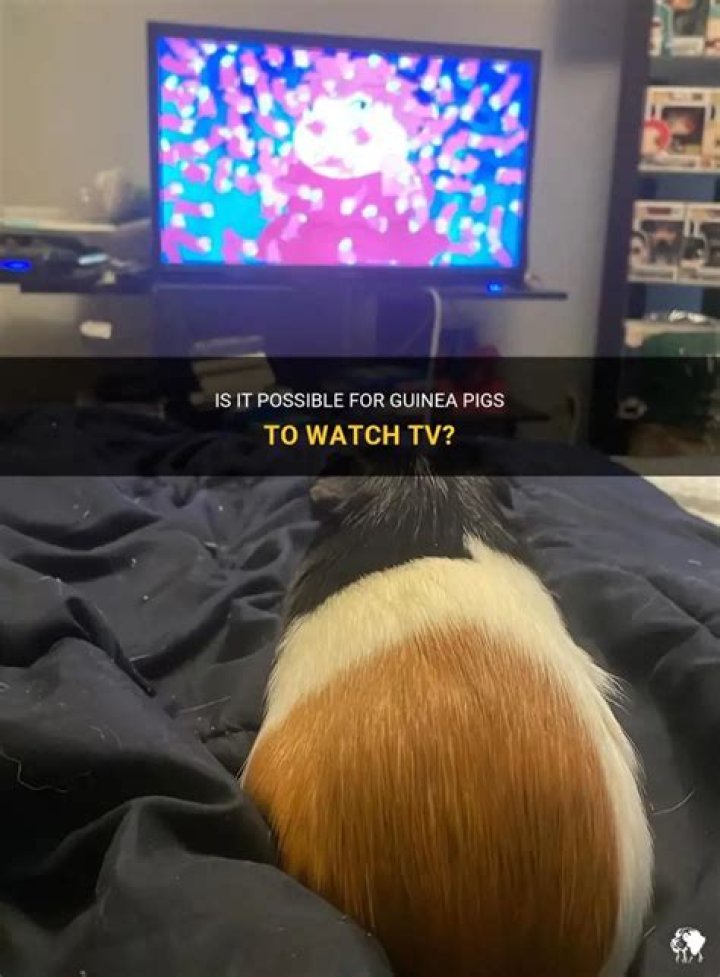 Can guinea pigs watch TV?