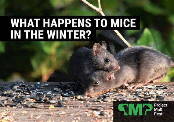 Can house mice survive outside in the winter?