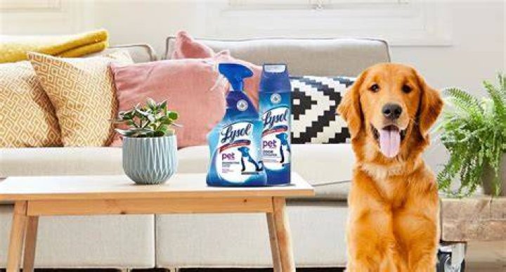 Can I spray Lysol on dog bed?