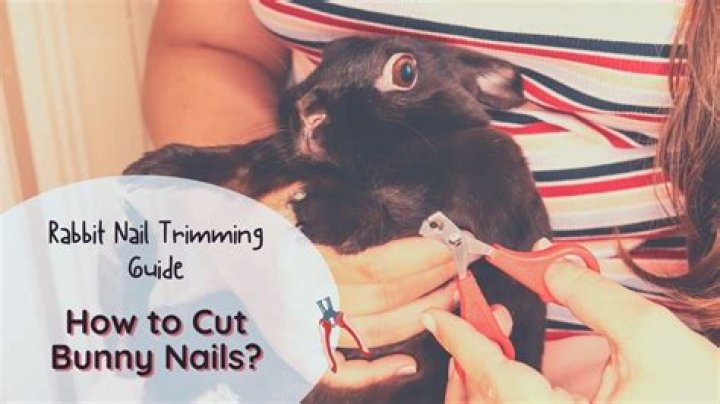 Can you use human nail clippers on rabbits?