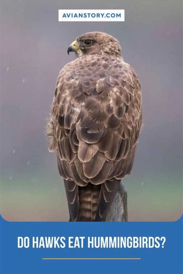 Do hawks go after hummingbirds?