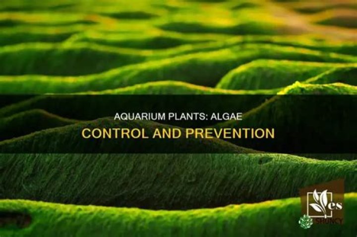 Do Live plants help with algae?