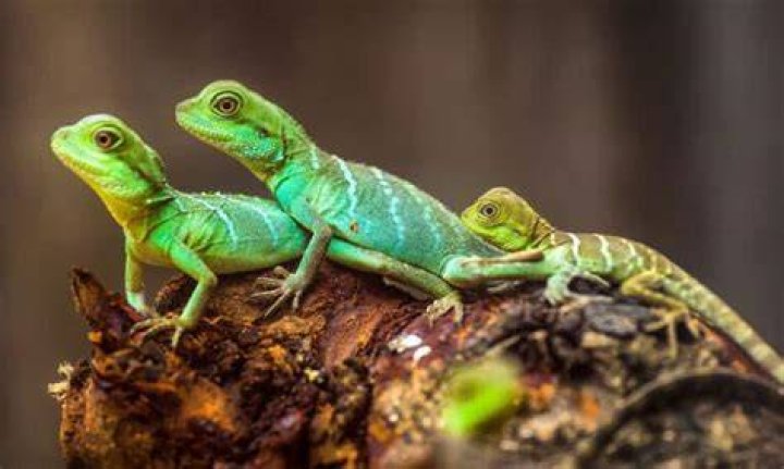 Do lizards need attention?