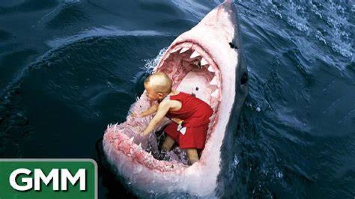 Do sharks eat humans?
