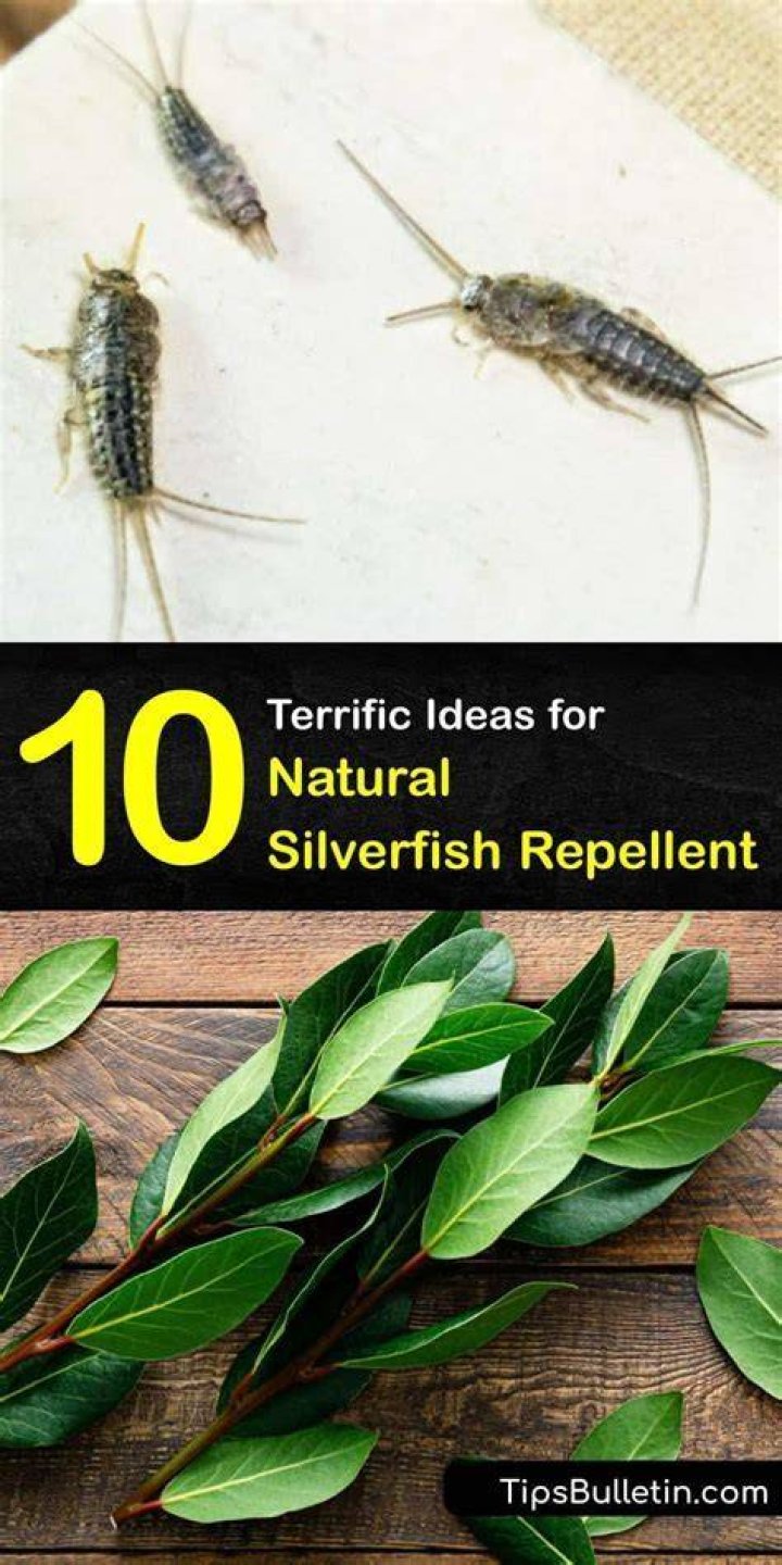 Does cedar oil repel silverfish?