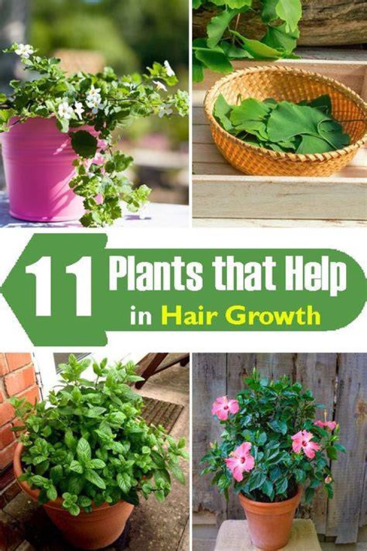 Does human hair affect the growth of plants?