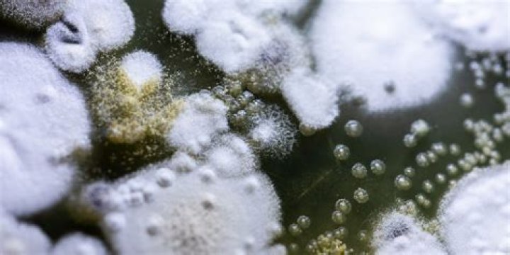 Does mold grow under solar panels?