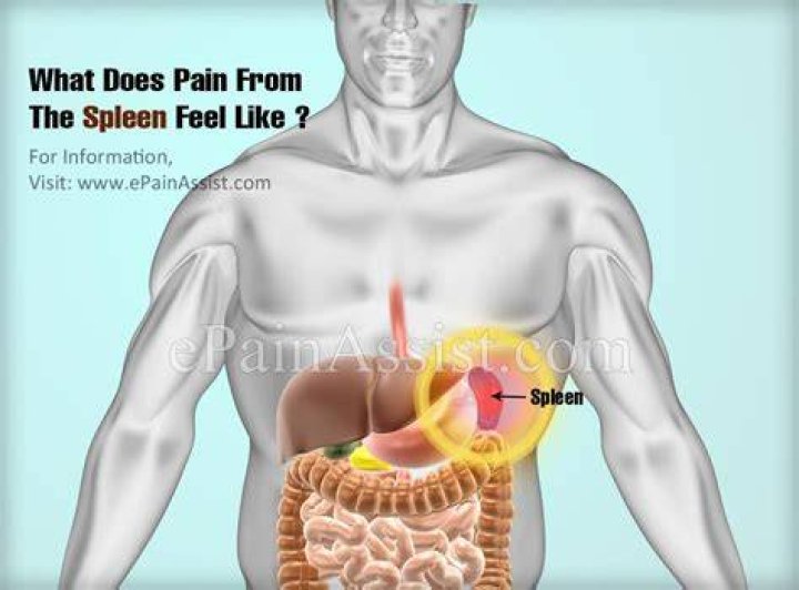 Does spleen cause gas?