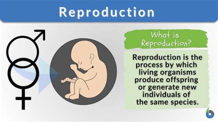 Family Life And Offspring Revealed