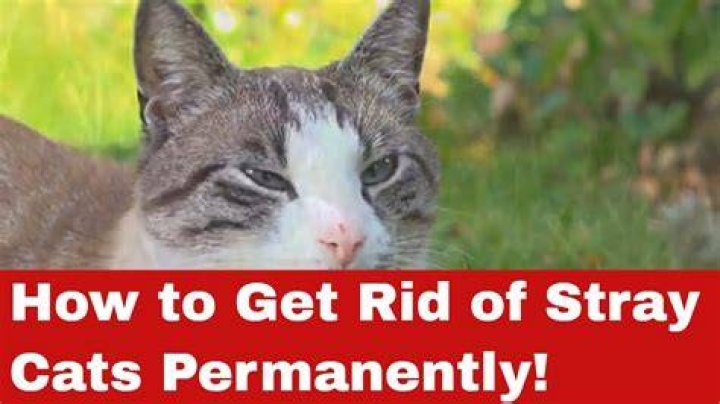 How can I get rid of my cat permanently?