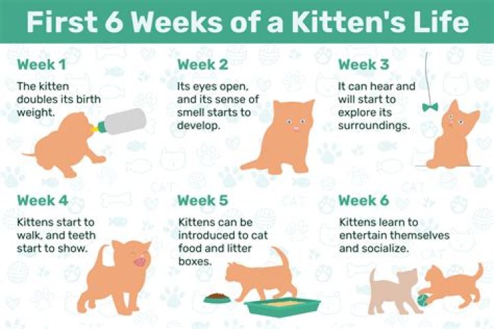How do I bond with my kitten?