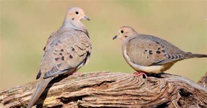How do you befriend a mourning dove?