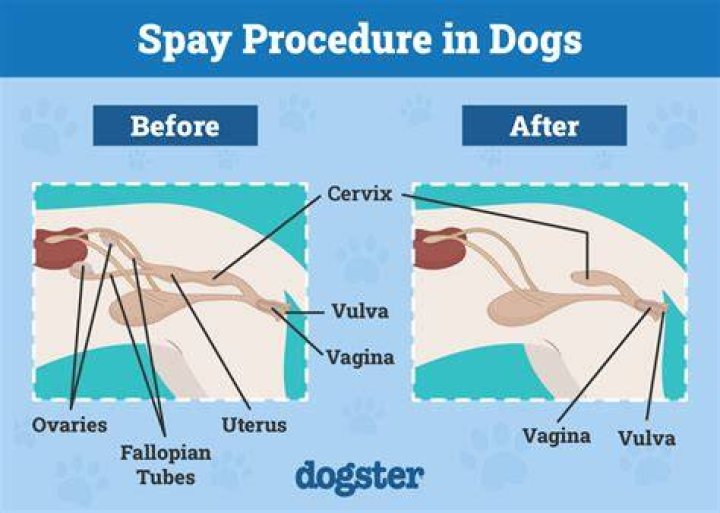 How is a dog spayed?