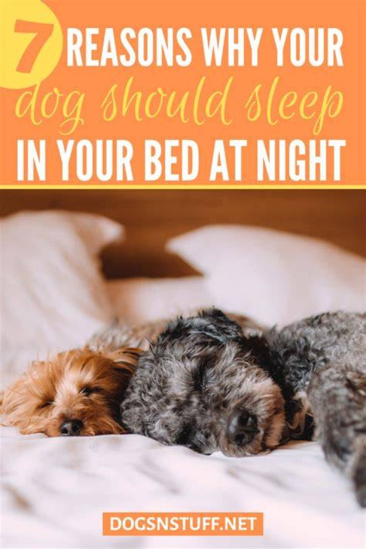 Should dogs sleep in your bed?