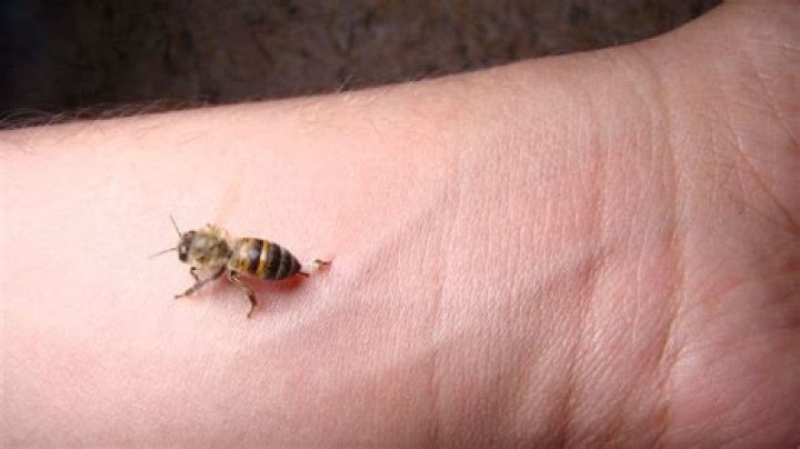 Should I swat a bee?