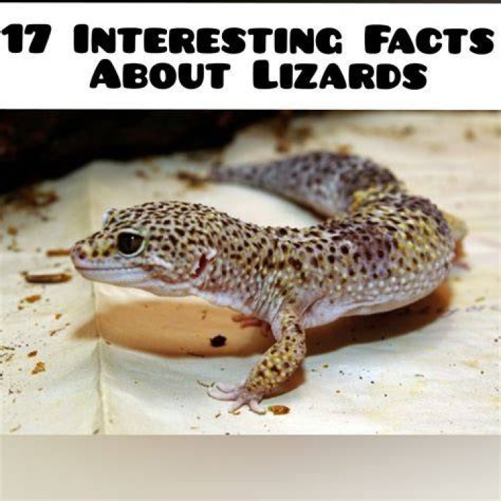 What are 3 interesting facts about lizards?