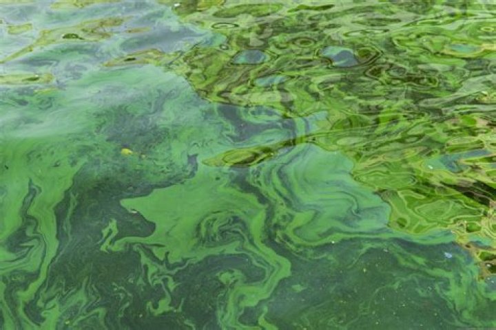 What is green water?