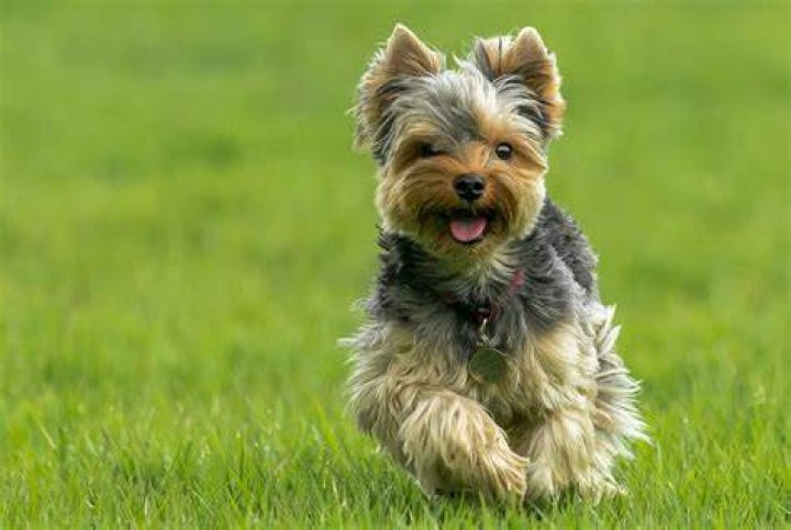 What is the animal of Yorkshire?