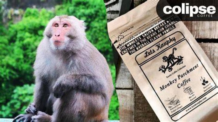 What is the monkey poop coffee?