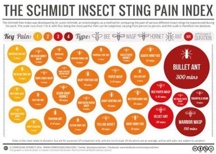 What is the most painful sting?