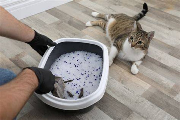 Where should you put a litter box so it doesn't smell?