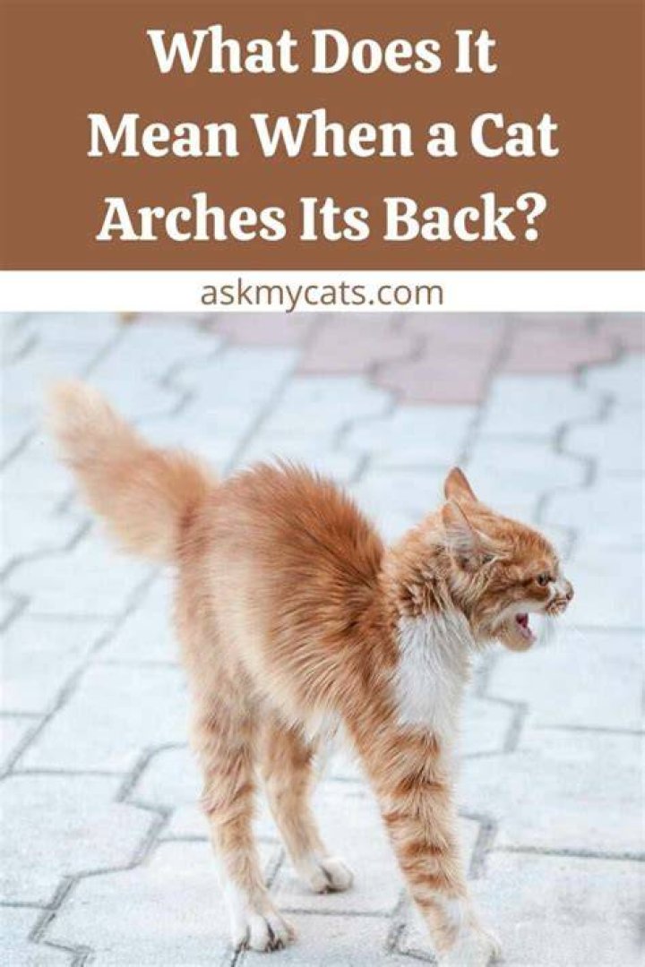 Why do cats arch their backs when you pet them?
