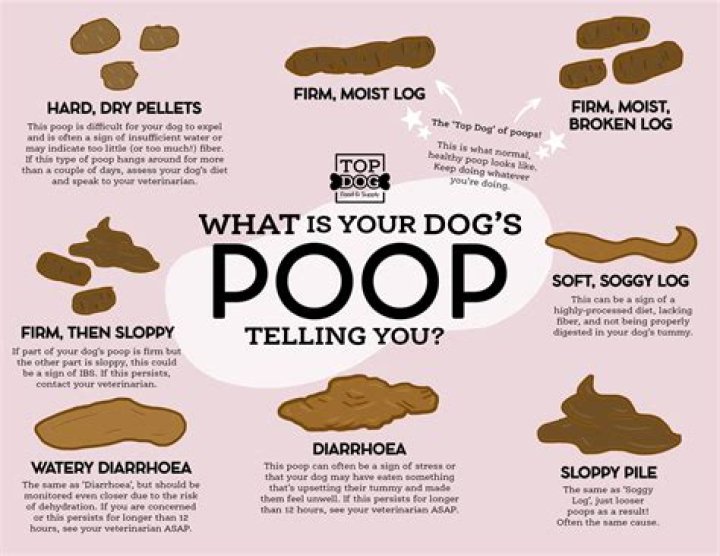 Why do dogs turn circles before pooping?