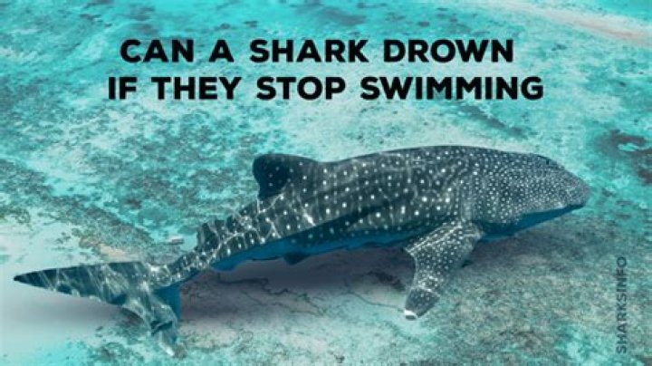 Why do sharks drown when they stop swimming?