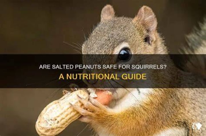 Why should you not feed squirrels peanuts?